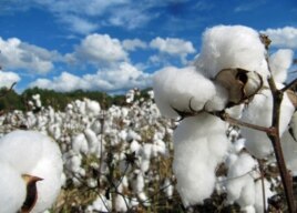 Cotton ready for harvest