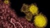 WHO: Upsurge in MERS Corona Virus Due to Warmer Weather