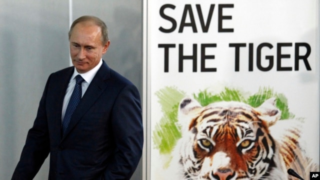 俄罗斯总统普京一直致力于老虎保护工作。图为2010年11月，时任俄罗斯总理的普京在俄罗斯圣彼得堡出席国际老虎论坛。在这次会议上，13个有野生老虎的国家签署了保护濒临灭绝的老虎宣言。