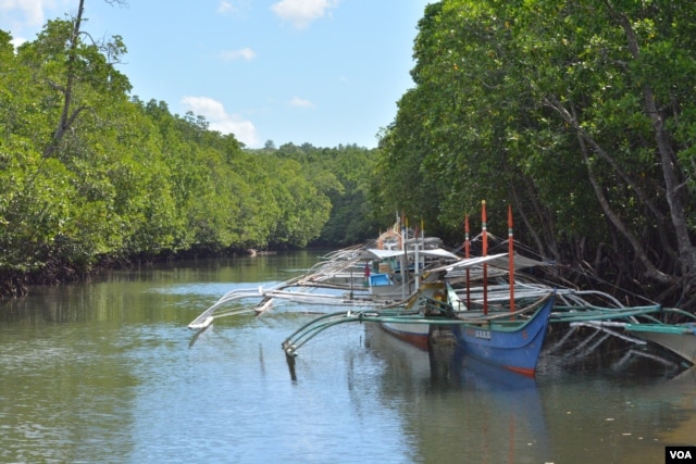 These small fishing boats carry 2-4 people when they go about a kilometer away to Ulugan Bay, which fronts the South China Sea in Bahile, Palawan province, the Philippines. (Photo: Simone Orendain for VOA)