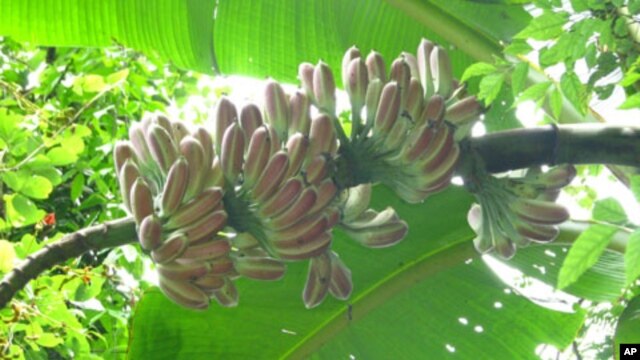 Seeds from crops like these wild bananas from China can be bred to create new climate-adapting varieties.