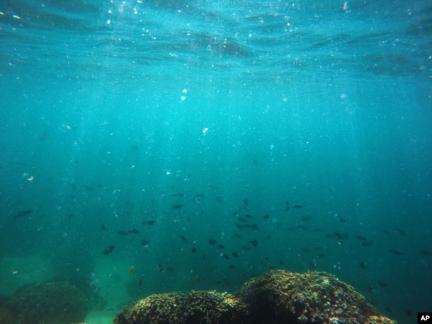 FILE - Fish swim over a patch of bleached coral in Hawaii's Kaneohe Bay off the island of Oahu. Hawaii, Oct. 26, 2015.