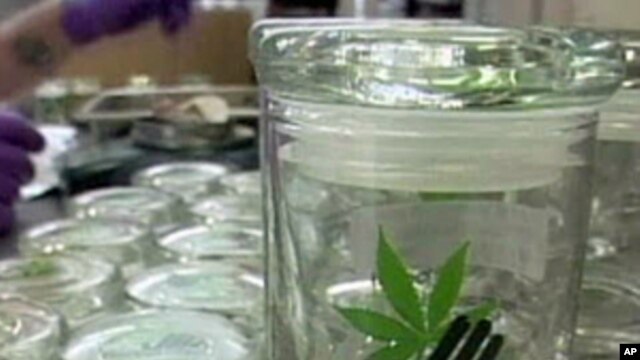 Containers of medical marijuana at the Harborside Health Center