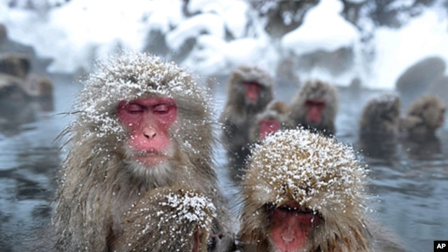 Japanese wild monkeys enjoy an open-air hot spring at the Jigokudani (Hell's Valley) Monkey Park, at Yamanouchi town near Shigakogen ski resort, in Nagano prefecture, January 24, 2012.