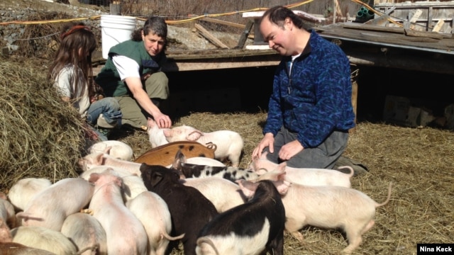 Kickstarter users Walter and Holly Jeffries with some of the 300 pigs they're raising in West Topsham, Vermont