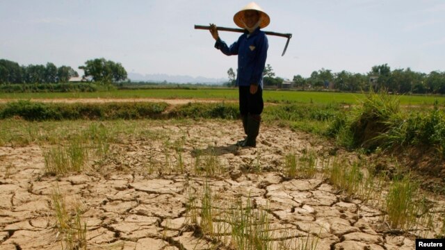 Tình trạng hạn hán đang tác động tiêu cực lên nông nghiệp, lâm nghiệp và ngư nghiệp Việt Nam.