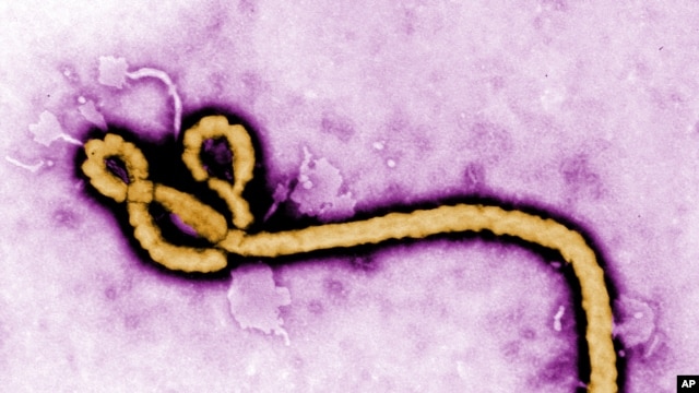 Virút Ebola