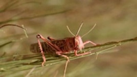 Desert locust (FAO / Diana Giampeiro)