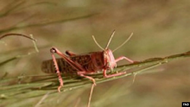 Desert locust (FAO / Diana Giampeiro)