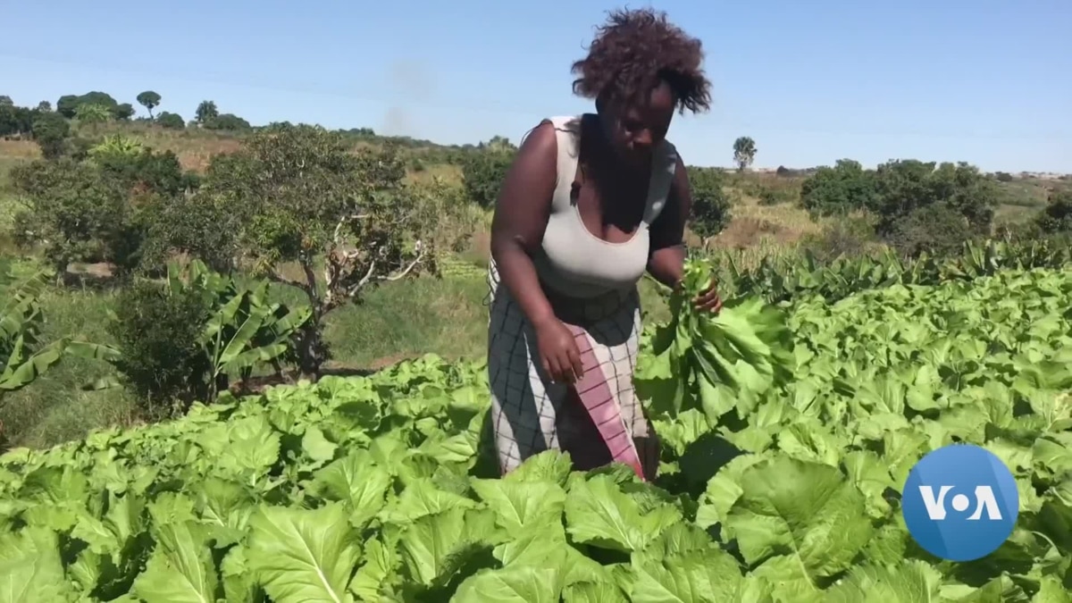 It Lia Vai Impulsionar Agricultura Para Acelerar Paz Em Mo Ambique