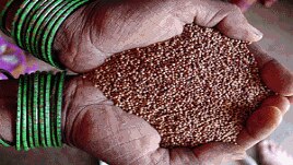 Different types of millet are helping feed people in India, Africa and other parts of the world. (AP Photo)