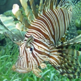 Lionfish pose a serious threat to commercially valuable fish like snapper and grouper.