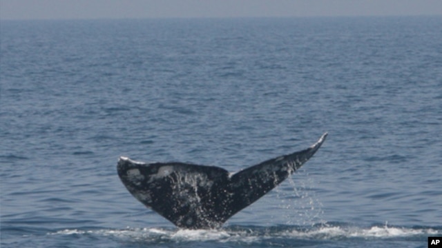 This Pacific gray whale, spotted off the coast of Israel in 2010, most likely was able to migrate into the Mediterranean as the result of the shrinking of Arctic sea ice due to climate change.