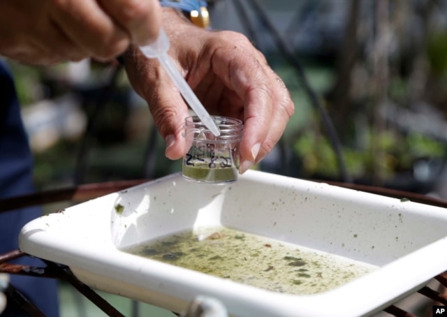 FILE - In this Tuesday, June 28, 2016 file photo, Evaristo Miqueli, a natural resources officer with Broward County Mosquito Control, takes water samples decanted from a watering jug, checking for the presence of mosquito larvae in Pembroke Pines, Fla.