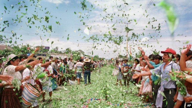 Cultivadores de coca en Bolivia lanzan hojas de la planta como protesta en Chimore, Bolivia, en el año 2000, cuando prematuramente se dijo que el país había ganado la guerra contra la expansión de esos cultivos. Bolivia es ahora el segundo productor de la