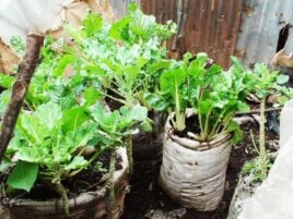 Kibera’s farmers grow food using an agricultural method known as ‘vertical farming,’ which is designed to be used on land where space is very limited