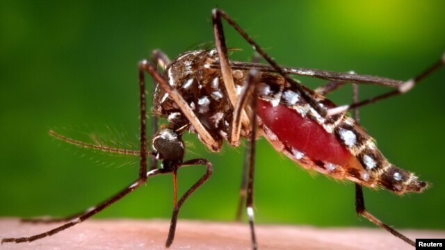 Mosquito Aedes aegypti transmissor do vírus zika 