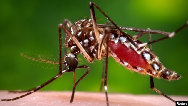 FILE - A photo provided by the Centers for Disease Control and Prevention shows a female Aedes aegypti mosquito acquiring a blood meal from a human host. 