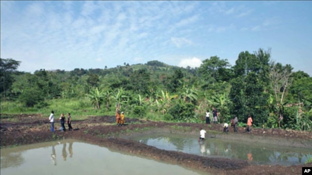 Team members check on their aquaculture venture where the community raises such fish as tilapia and catfish, in Naminya, Uganda, December 2011.