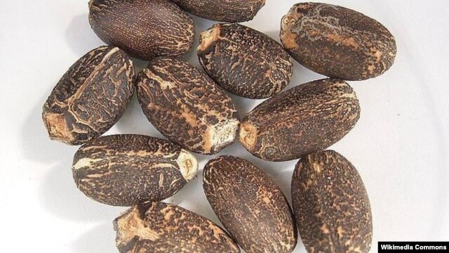 Hạt của cây dầu mè
