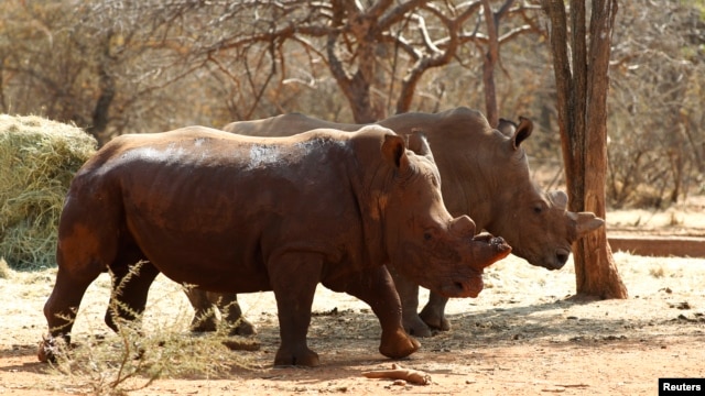 Rhinos with cut horns walk at a farm in Musina, Limpopo Province, South Africa May 9, 2012. The horns are removed in game parks to make the animal a less likely target for poachers.