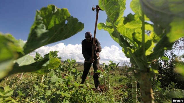 In this file photo, a farmer works in the field at the Kondo farm 400km (248 miles) west of the capital Nairobi, Kenya, April 27, 2010. 