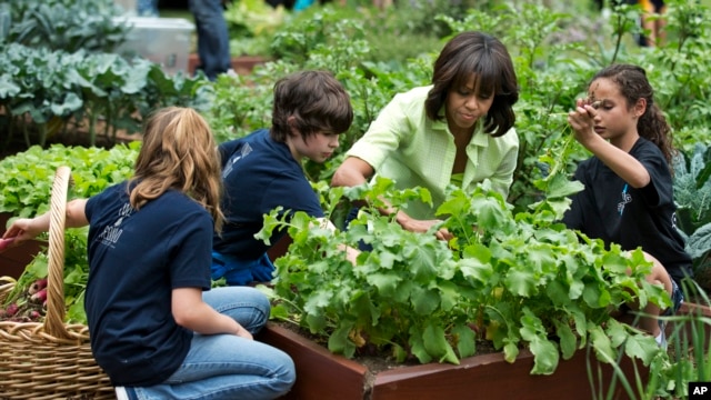 First Lady Michelle Obama joins New Jersey school children to harvest the summer crop from the kitchen garden at the White House in Washington.