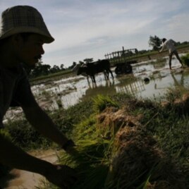 Rice farmers in Cambodia tend to their crops. Some 12% of the country's paddy fields are believed to have been destroyed due to the flooding in Southeast Asia.