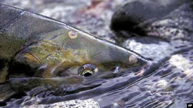 A salmon's travels to spawn are cut short because of two dams blocking its way along the Elwha River.