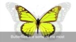 English in a Minute: To Have Butterflies English in a Minute: To Have Butterflies