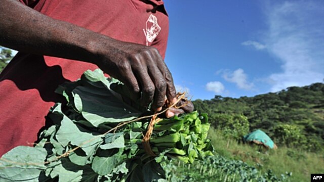 Kilimo cha mboga