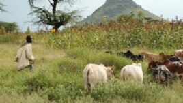 Karimojong boys traditionally herd cattle, but with livestock dwindling, children go to cities to work or beg, Aug. 27, 2012 (Hilary Heuler/VOA).
