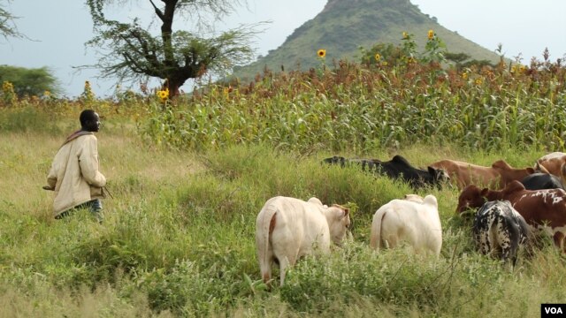 Karimojong boys traditionally herd cattle, but with livestock dwindling, children go to cities to work or beg, Aug. 27, 2012 (Hilary Heuler/VOA).
