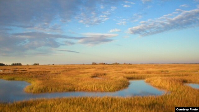 Scientists predict that marshes in the Plum Island Estuary in Massachusetts will submerge if sea level rises as expected. (Matthew Kirwan/USGS)  