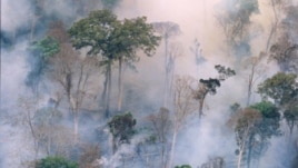 The forest burns near Prey Long, Cambodia in this undated handout photo.