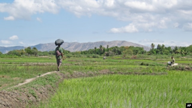Rural jobs would improve food supplies and prevent crowding in Haiti's capital.