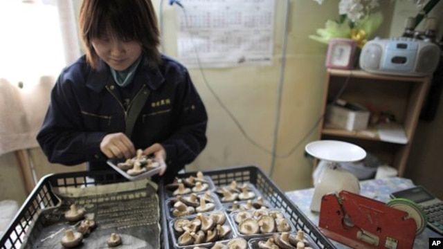 Niiwa Anzai, 30, packs shiitake mushrooms at the Anzai family farm near Fukushima, northern Japan, April 6, 2011