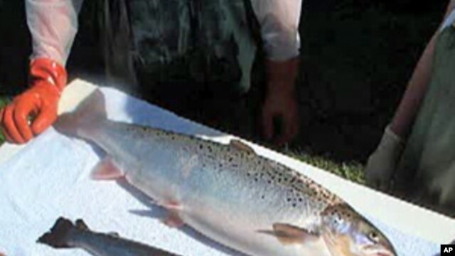 Normal salmon (below), compared to a genetically-modified variety
