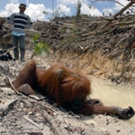 A member of a rescue team walks towards an unconscious orangutan after it received an anesthetic shot at the Damage rainforest in central Kalimanatan province (File)