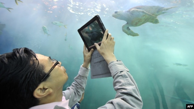 A visitor takes picture a turtle at an aquarium of the Expo 2012 in Yeosu, a small city on South Korea's south coast, May 11, 2012.