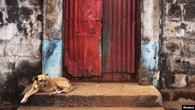 A dog sits on the steps of a door into the compound of a traditional colonial-era Board House dating back about a century in the Murray Town neighborhood of Sierra Leone's capital Freetown, April 28, 2012.  