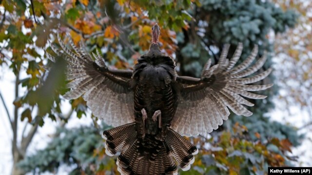 A wild turkey flies up to it's evening roost in a tree on Staten Island, New York. (Nov.2013)