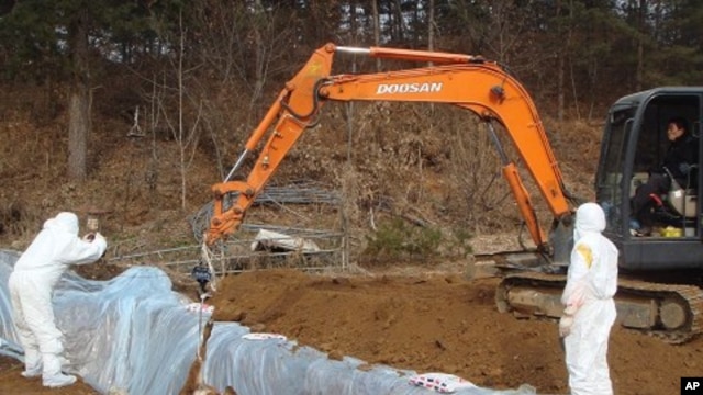 Workers bury a cow slaughtered by order from health authorities after they were found to be exposed to foot-and-mouth disease at a farm in Chuncheon, about 90 km (55 miles) northeast of Seoul, 23 Dec 2010.