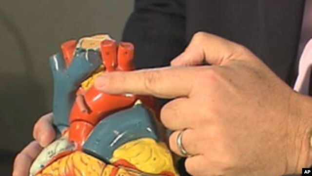 A man points at the Aorta, the largest artery in the body, while holding a model of the human heart