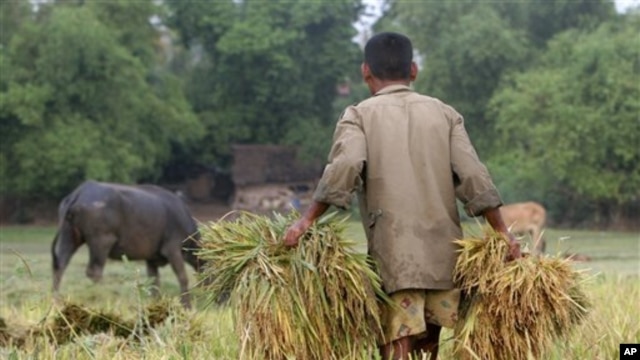 A Cambodian man carries rice at a paddy rice farm in Bekpeang village, Kampong Cham province (FILE).