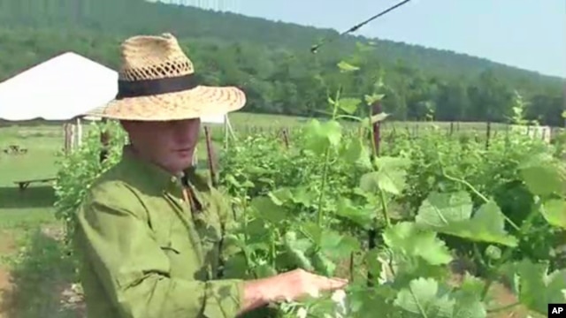 Master winemaker Sebastien Marquet checks the vines at the Doukenie winery in Purcellville, Virginia.