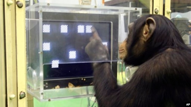 A chimpanzee named Ayumu performs the second stage of a memory test in which he must recall the location on a touch sensitive monitor of numerals that have changed to blank squares, at the Primate Research Institute in Kyoto, Japan, Dec. 13, 2006.