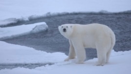 Shkrirja e akujve rrezikon zhdukjen e ariut polar