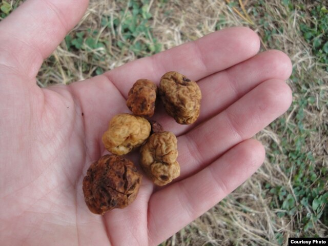 Oregon white truffles can fetch hundreds of dollars per kilogram at retail. (Courtesy Toil & Truffle)