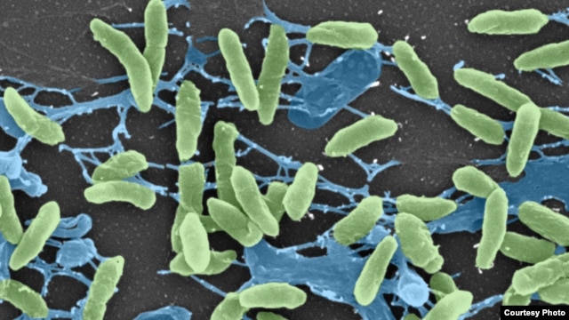Scanning electron micrograph of the Pseudomonas bacteria, one of several harmless bacteria found to harbor resistance genes identical to those found in disease-causing bacteria, undated (Research Center for Auditory and Vestibular Studies at Washington Un